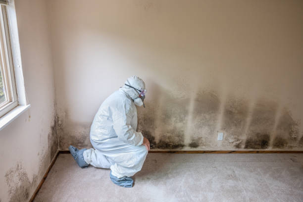 Why You Should Choose Our Mold Remediation Services in Borrego Springs, CA